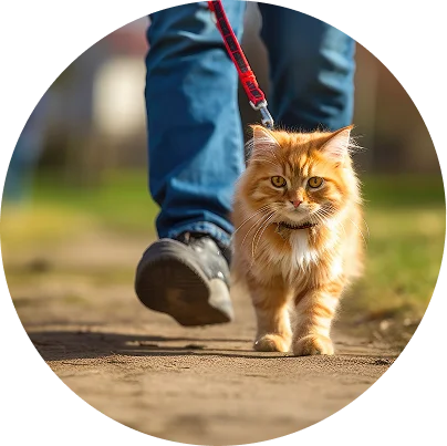 cat walking cat walking