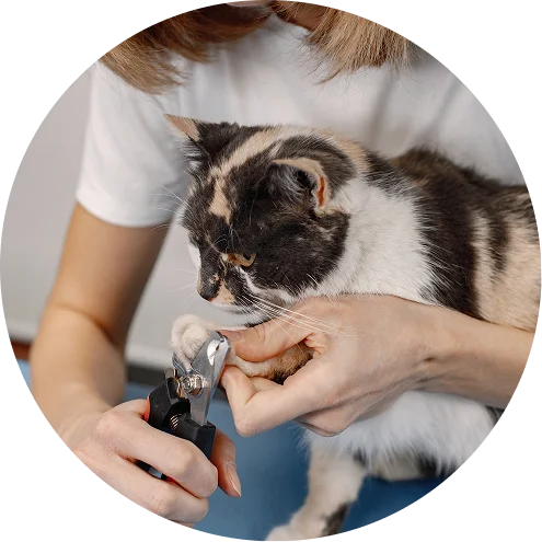 catcare catcare